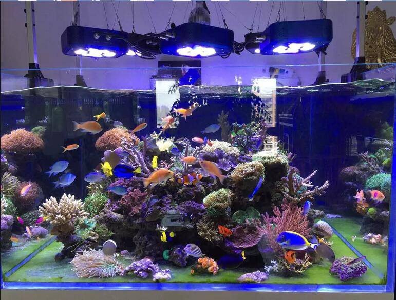 G3 Series 90 watt Reef Tank lighting a complete medicated aquarium lighting solution.