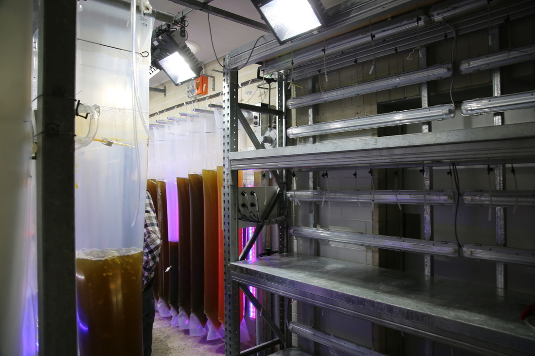 Farming algae with Eco Industrial Supplies Aquaculture Lighting Systems