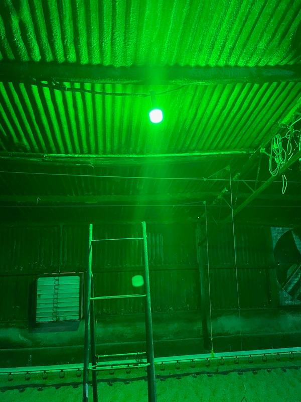 Green chicken farm light globes are available in all colours.