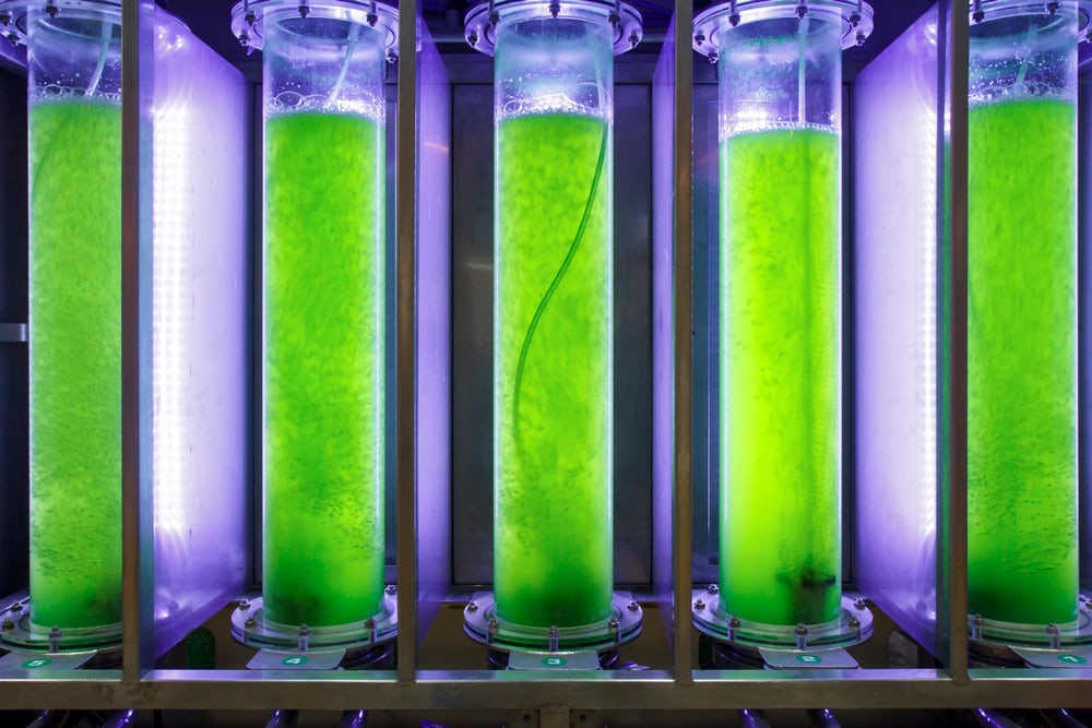 Algae lights for commercial algae production