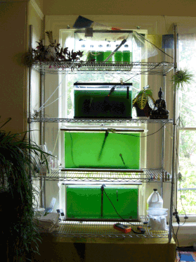 growing algae at home or in the aquaculture industry