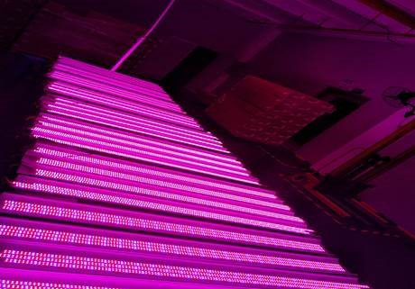 Algae growth LED lights for commercial algae farming available from Eco Industrial Supplies